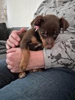 jack russel choco teefje, Dieren en Toebehoren, Honden | Jack Russells en Terriërs, Jack Russell Terriër, 8 tot 15 weken, Teef
