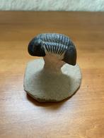 trilobiet Paralejurus, Ophalen of Verzenden