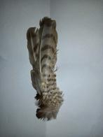 Vleugeldeel torenvalk, Ophalen of Verzenden, Beeldje of Figuurtje