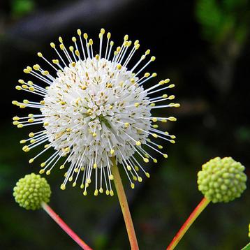 Kogelbloem / Cephalanthus Occidentalis beschikbaar voor biedingen