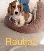 Laatste 3reutjes mogen het nestje verlaten, Dieren en Toebehoren, Standaard, 8 tot 15 weken, Langhaar, Meerdere