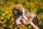 Shiba inu️, Dieren en Toebehoren, Honden | Poolhonden, Keeshonden en Oertypen, Fokker | Hobbymatig, Rabiës (hondsdolheid), 8 tot 15 weken