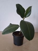 Kleine Ficus Elastica - Rubberplant - Rubberboom, Huis en Inrichting, Kamerplanten, Ophalen, Ficus, Minder dan 100 cm