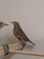 Zanglijsters, Dieren en Toebehoren, Geslacht onbekend, Wildzangvogel, Geringd