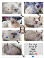 Ragdoll kittens, Raszuiver & Mooi en lief, Dieren en Toebehoren, Katten en Kittens | Raskatten | Langhaar, Meerdere dieren, Ontwormd