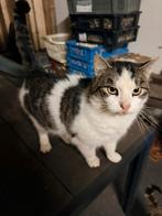 Kater, Dieren en Toebehoren, Katten en Kittens | Overige Katten, Kater