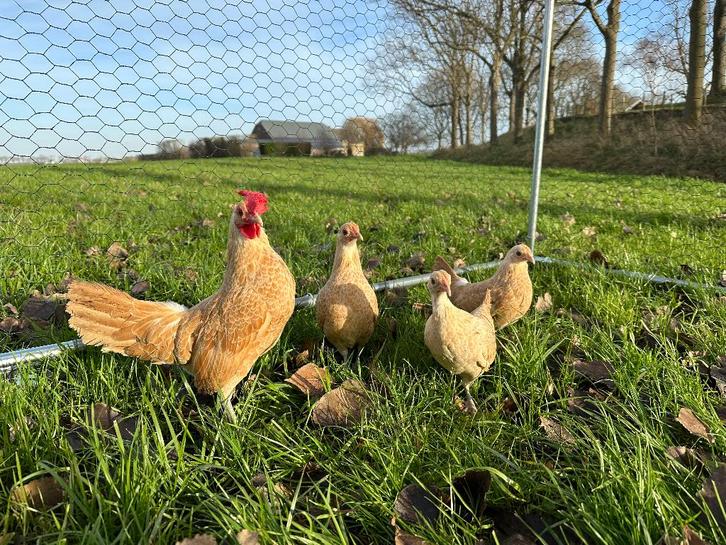 Jonge tamme Sebright geel wit gezoomd gesekst en ingeënt, Dieren en Toebehoren, Pluimvee, Kip, Vrouwelijk