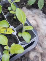 tabaks planten, Ophalen, Minder dan 100 cm, Overige soorten