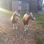 Gezocht Toggenburger geiten, Vrouwelijk, Geit