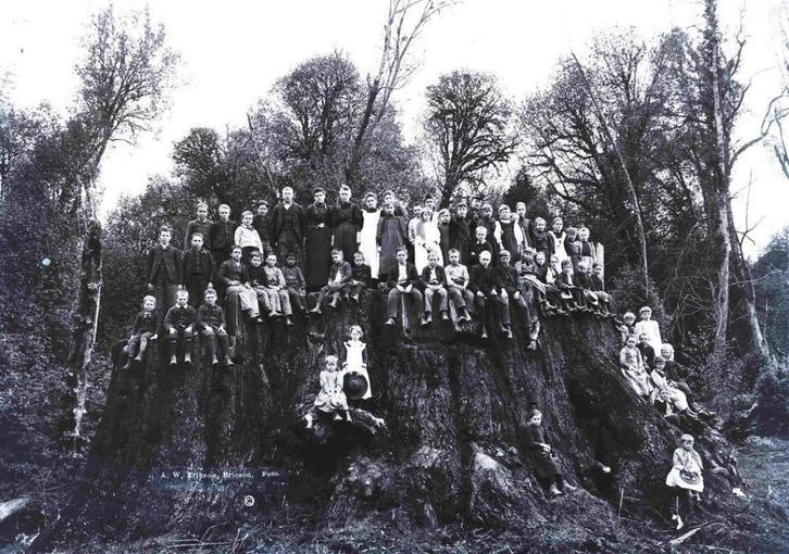 Sequoia sempervirens bomen: ook af te halen in Den Bosch!, Tuin en Terras, Planten | Bomen, Overige soorten, Minder dan 100 cm