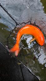 3 koi karpers, Dieren en Toebehoren, Karper of Koi