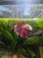 Aqua Della aquarium met Betta man, Ophalen, Zo goed als nieuw, Gevuld zoetwateraquarium
