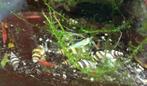 Helena slakken (slak etende slak), Dieren en Toebehoren, Vissen | Aquariumvissen, Slak of Weekdier, Zoetwatervis
