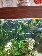 Zwaarddragers, Dieren en Toebehoren, Vissen | Aquariumvissen, Vis