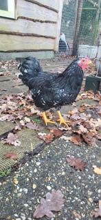 Gratis wyandotte haantje, Dieren en Toebehoren, Pluimvee, Mannelijk, Kip