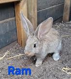 Duitse reus ram, Dieren en Toebehoren, Konijnen, Mannelijk, Groot