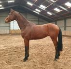 Chique ruin, Dieren en Toebehoren, Ruin, 165 tot 170 cm, Dressuurpaard, 3 tot 6 jaar
