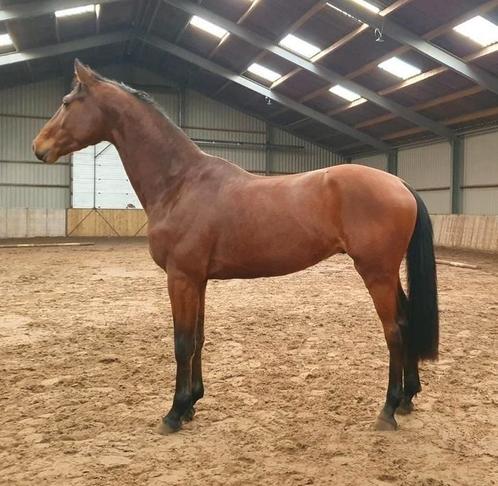 Chique ruin, Dieren en Toebehoren, Paarden, Ruin, 165 tot 170 cm, 3 tot 6 jaar, Dressuurpaard