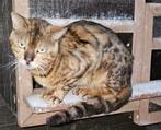 Begaal dekkater te koop met stamboom, 3 tot 5 jaar