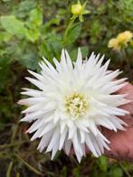 Dahliaknollen, Tuin en Terras, Bloembollen en Zaden, Ophalen of Verzenden, Volle zon, Knol
