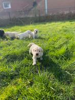 Golden retriever pups, Particulier, Meerdere, Golden retriever, 8 tot 15 weken