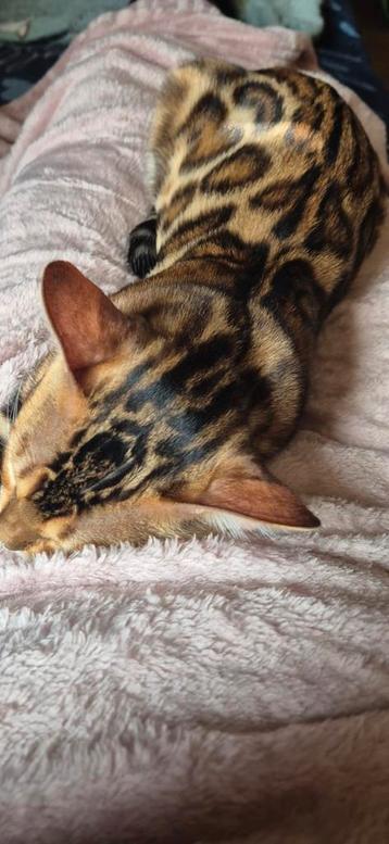 Bengaalse Dekkater met Stamboom, enkel voor het dekken. beschikbaar voor biedingen