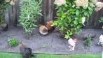1  hen, Dieren en Toebehoren, Vrouwelijk, Kip
