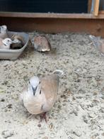 Tortelduiven, Dieren en Toebehoren, Vogels | Duiven, Meerdere dieren, Tortelduif