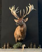 Edelhert hert  opgezet opgezette kop taxidermie veluwe, Verzamelen, Dierenverzamelingen, Ophalen, Nieuw, Hert, Opgezet dier
