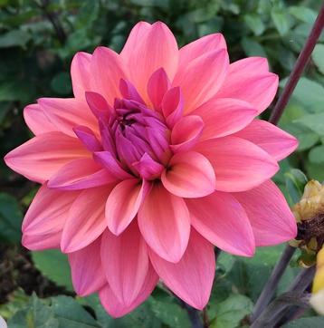 Dahlia knollen ~ unique decorative soorten beschikbaar voor biedingen