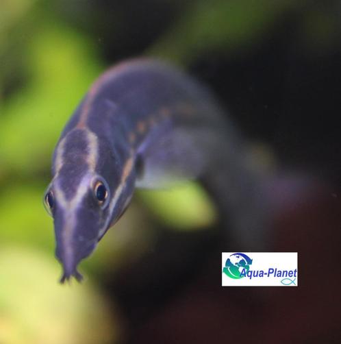 Vuuraal, Dieren en Toebehoren, Vissen | Aquariumvissen, Zoetwatervis, Vis