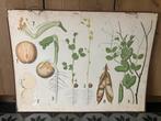 Oude biologie plaat schoolplaat, Antiek en Kunst, Antiek | Schoolplaten, Ophalen, Natuur en Biologie
