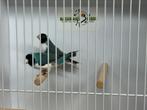 Blauwe gouldamadine - Chloebia gouldiae, Meerdere dieren, Tropenvogel, Geringd