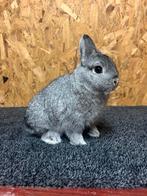 Rasechte Kleurdwerg Chinchilla Man Jong (dwergkonijn), Dieren en Toebehoren, Konijnen, Mannelijk, Dwerg, 0 tot 2 jaar