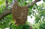 zwerm honing bijen gezocht, Bijen