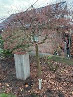 Japanse esdoorn Acer palmatum atropurpureum, Tuin en Terras, Planten | Bomen, Ophalen, Bloeit niet, Halfschaduw, Overige soorten