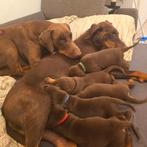Doberman pups te koop, Dieren en Toebehoren, Overige rassen, 8 tot 15 weken, Meerdere, Meerdere dieren
