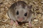 Dwerghamsters, Dieren en Toebehoren, Vrouwelijk, Hamster, Na 1 juli 2024
