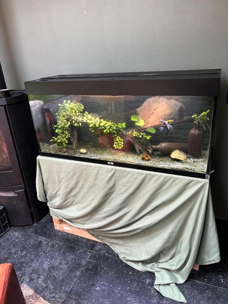 Juwel Rio 240L Led aquarium, Dieren en Toebehoren, Vissen | Aquaria en Toebehoren, Zo goed als nieuw, Gevuld zoetwateraquarium