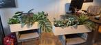 Diverse kunststof plantenset in houten doos 100 x 40 cm, Ophalen of Verzenden, Overige soorten, Minder dan 100 cm