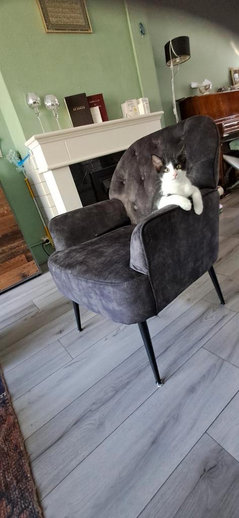 Kittens ( 3 mannetjes), Dieren en Toebehoren, Katten en Kittens | Overige Katten, Kater