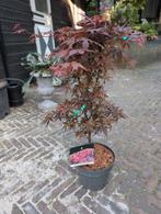 Acer Japanse Esdoorn Palmatum Skeeter's Broom, Tuin en Terras, Planten | Struiken en Hagen, Ophalen, Esdoorn, Minder dan 100 cm