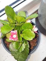 Kalanchoe kamerplant met roze bloemen, Ophalen, Overige soorten, Halfschaduw, In pot