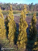 Coniferen Thuja smaragd 80-100cm 100-120cm 120-140cm planten, Ophalen of Verzenden, Conifeer, Struik, 100 tot 250 cm