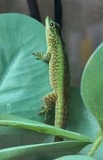 Robert mertensi, daggekko, gecko, Dieren en Toebehoren, Overige soorten, 0 tot 2 jaar