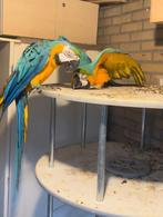ara papegaai, Dieren en Toebehoren, Vogels | Parkieten en Papegaaien, Meerdere dieren, Papegaai
