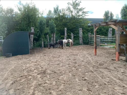 1 Plekje aangeboden 24/7 buiten, Dieren en Toebehoren, Stalling en Weidegang