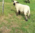 Hampshire down ram, Dieren en Toebehoren, Schapen, Geiten en Varkens, Mannelijk, Schaap, 0 tot 2 jaar