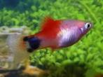 white red top mickey platy €3,95, Dieren en Toebehoren, Vissen | Aquariumvissen, Vis, Zoetwatervis
