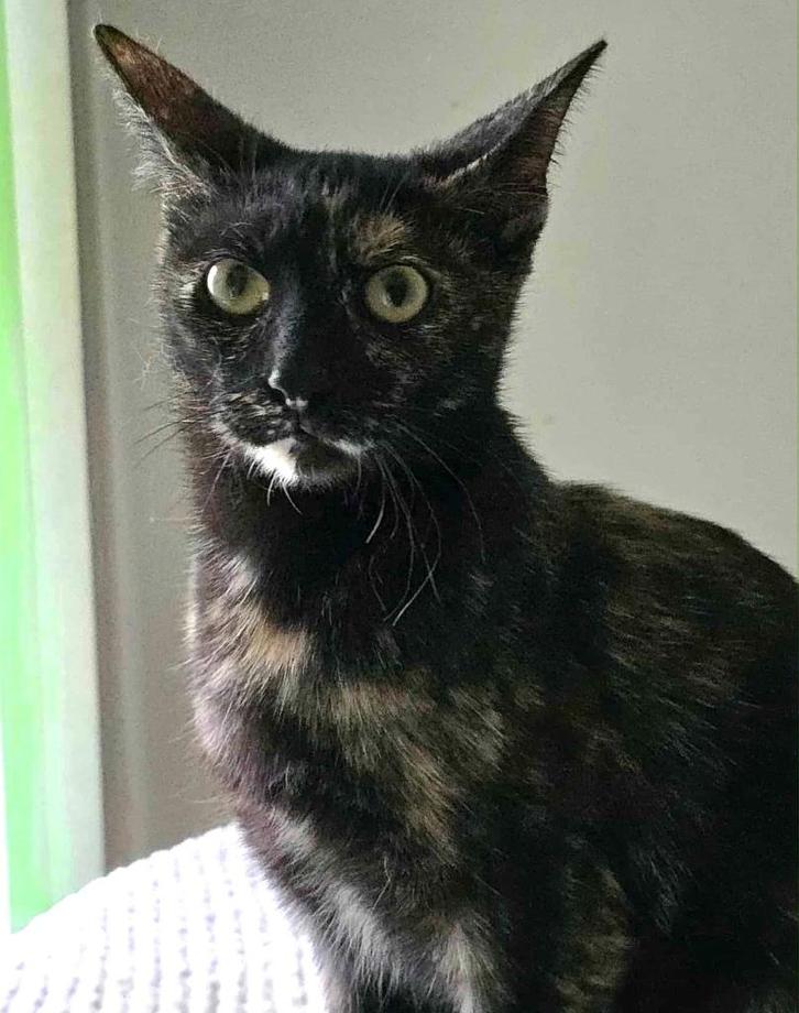 FROU-FROU EN EVA TWEE ONAFSCHEIDELIJKE LIEVE VRIENDINNEN NL, Dieren en Toebehoren, Katten en Kittens | Overige Katten, Kortharig